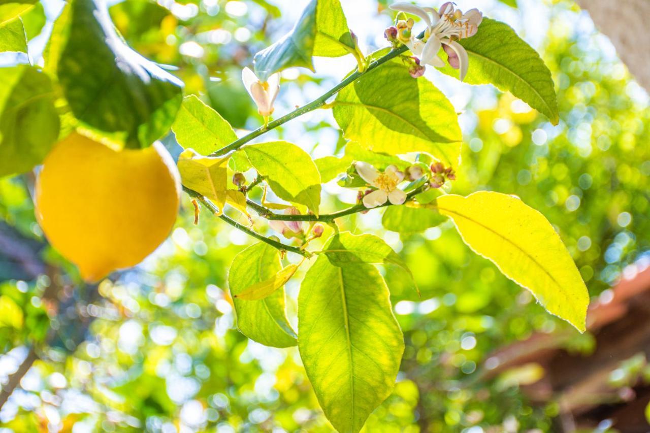 Lemon Tree Zante City Apartment By "Elite" Exterior foto